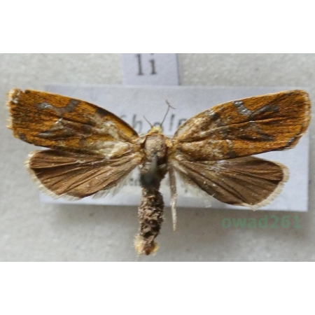 Ptycholoma lecheana (Linnaeus, 1758) Czech1i